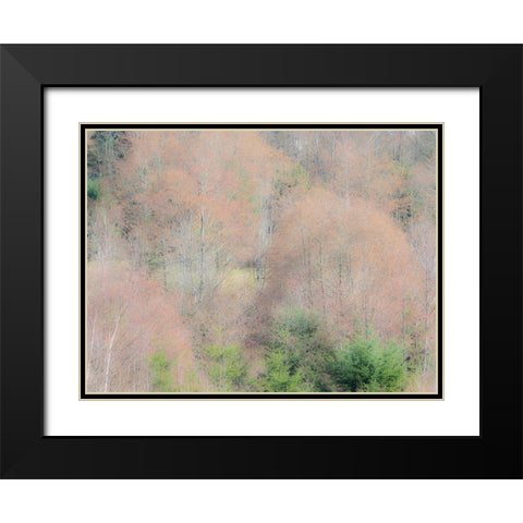 USA-Washington State-Carnation-Pacific Northwest early spring Alder Trees Black Modern Wood Framed Art Print with Double Matting by Gulin, Sylvia