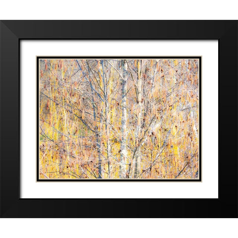 USA-Washington State-Bellevue-Alder tree with lichen and catkins early spring Black Modern Wood Framed Art Print with Double Matting by Gulin, Sylvia