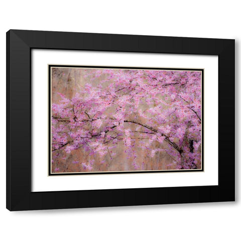 USA-Washington State-Fall City-Springtime cherry trees blooming along Snoqualmie River Black Modern Wood Framed Art Print with Double Matting by Gulin, Sylvia