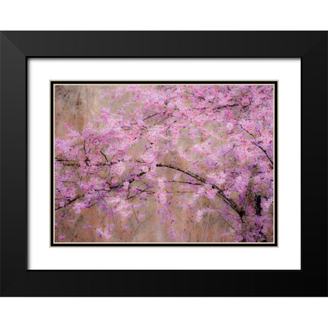 USA-Washington State-Fall City-Springtime cherry trees blooming along Snoqualmie River Black Modern Wood Framed Art Print with Double Matting by Gulin, Sylvia