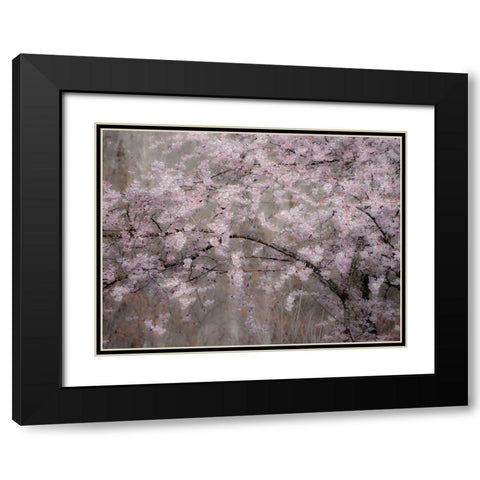 USA-Washington State-Fall City-Springtime cherry trees blooming along Snoqualmie River Black Modern Wood Framed Art Print with Double Matting by Gulin, Sylvia