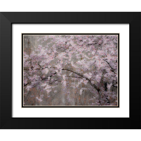USA-Washington State-Fall City-Springtime cherry trees blooming along Snoqualmie River Black Modern Wood Framed Art Print with Double Matting by Gulin, Sylvia