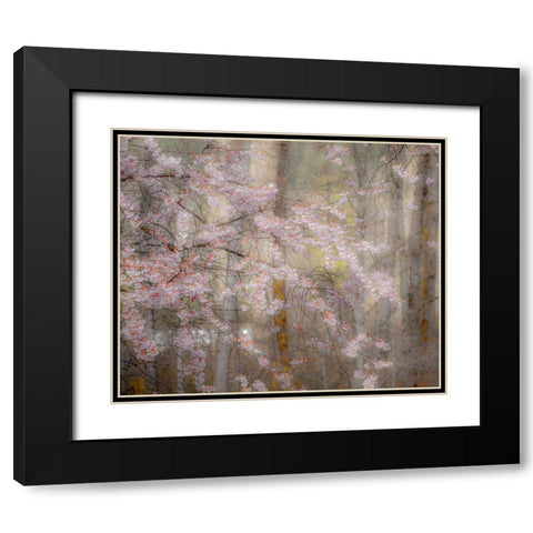 USA-Washington State-Fall City-Springtime cherry trees blooming along Snoqualmie River Black Modern Wood Framed Art Print with Double Matting by Gulin, Sylvia