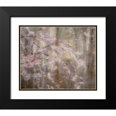 USA-Washington State-Fall City-Springtime cherry trees blooming along Snoqualmie River Black Modern Wood Framed Art Print with Double Matting by Gulin, Sylvia