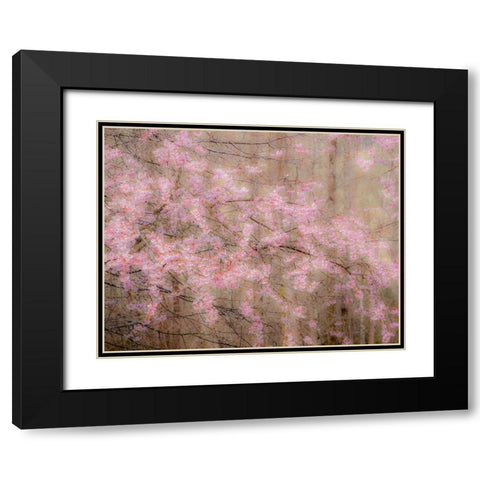 USA-Washington State-Fall City-Springtime cherry trees blooming along Snoqualmie River Black Modern Wood Framed Art Print with Double Matting by Gulin, Sylvia