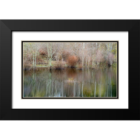 USA-Washington State-Sammamish springtime and alder trees and their reflections in small pond Black Modern Wood Framed Art Print with Double Matting by Gulin, Sylvia