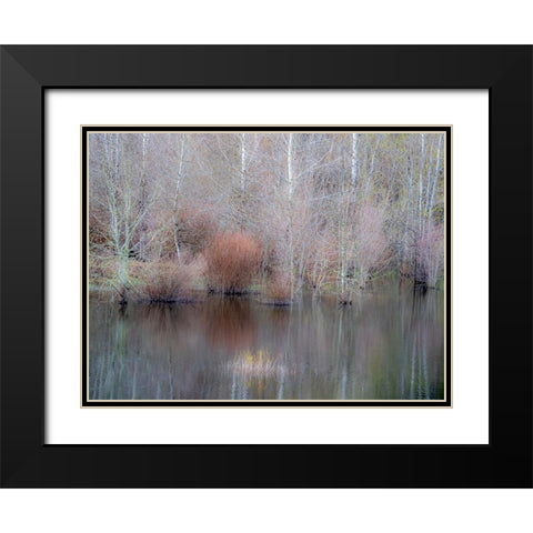 USA-Washington State-Sammamish springtime and alder trees and their reflections in small pond Black Modern Wood Framed Art Print with Double Matting by Gulin, Sylvia
