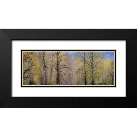 USA-Washington State-Carnation early spring and trees just budding out Black Modern Wood Framed Art Print with Double Matting by Gulin, Sylvia