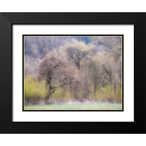 USA-Washington State-Carnation early spring and trees just budding out Black Modern Wood Framed Art Print with Double Matting by Gulin, Sylvia