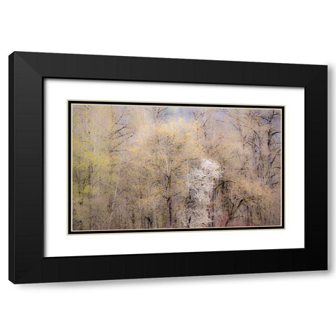 USA-Washington State-Carnation-springtime with flowering wild Cherry and Cottonwoods Black Modern Wood Framed Art Print with Double Matting by Gulin, Sylvia