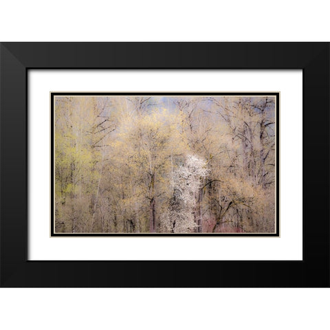 USA-Washington State-Carnation-springtime with flowering wild Cherry and Cottonwoods Black Modern Wood Framed Art Print with Double Matting by Gulin, Sylvia