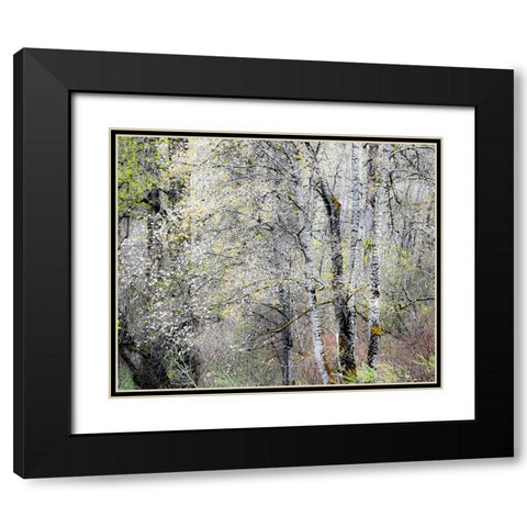 USA-Washington State-Fall City-Springtime cherry trees blooming along Snoqualmie River Black Modern Wood Framed Art Print with Double Matting by Gulin, Sylvia