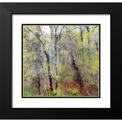 USA-Washington State-Fall City Cottonwoods just budding out in the spring Black Modern Wood Framed Art Print with Double Matting by Gulin, Sylvia