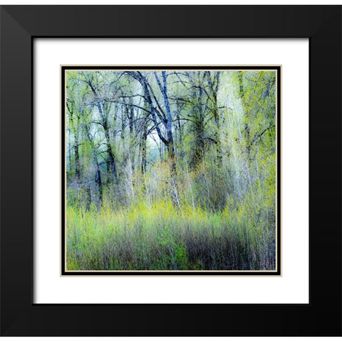 USA-Washington State-Fall City Cottonwoods just budding out in the spring Black Modern Wood Framed Art Print with Double Matting by Gulin, Sylvia