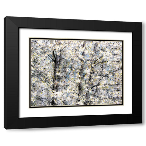 USA-Washington State-Fall City wild cherry springtime blooming Black Modern Wood Framed Art Print with Double Matting by Gulin, Sylvia