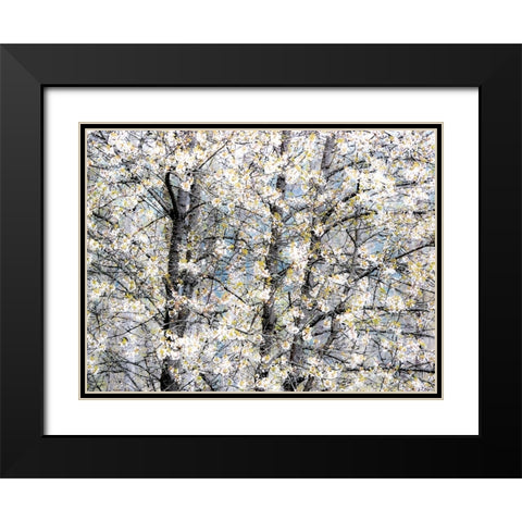 USA-Washington State-Fall City wild cherry springtime blooming Black Modern Wood Framed Art Print with Double Matting by Gulin, Sylvia