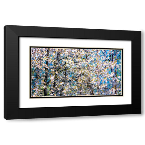 USA-Washington State-Fall City wild cherry springtime blooming Black Modern Wood Framed Art Print with Double Matting by Gulin, Sylvia