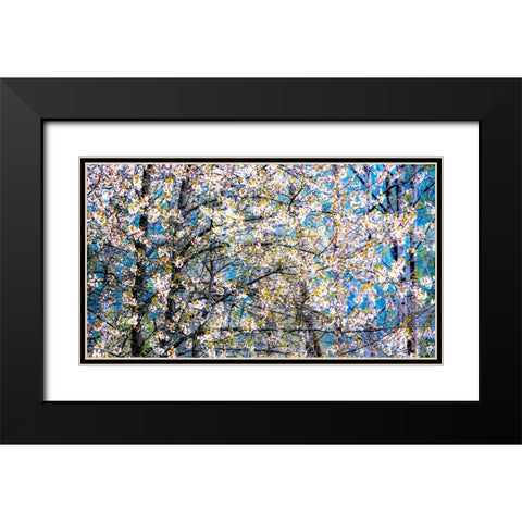 USA-Washington State-Fall City wild cherry springtime blooming Black Modern Wood Framed Art Print with Double Matting by Gulin, Sylvia