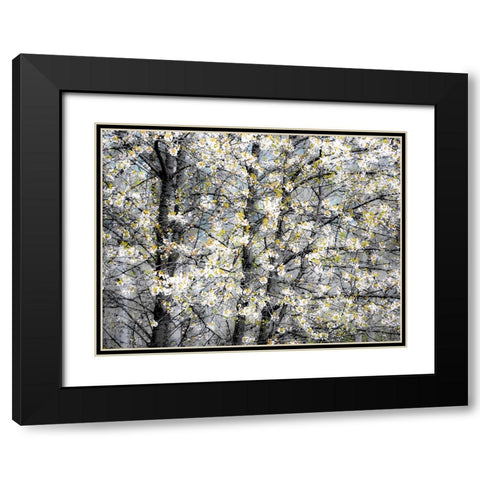 USA-Washington State-Fall City wild cherry springtime blooming Black Modern Wood Framed Art Print with Double Matting by Gulin, Sylvia