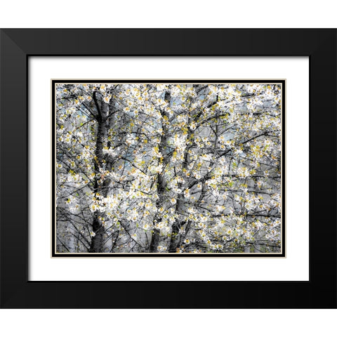USA-Washington State-Fall City wild cherry springtime blooming Black Modern Wood Framed Art Print with Double Matting by Gulin, Sylvia