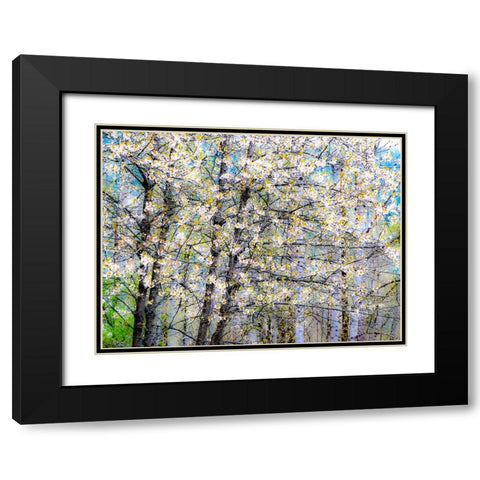 USA-Washington State-Fall City wild cherry springtime blooming Black Modern Wood Framed Art Print with Double Matting by Gulin, Sylvia