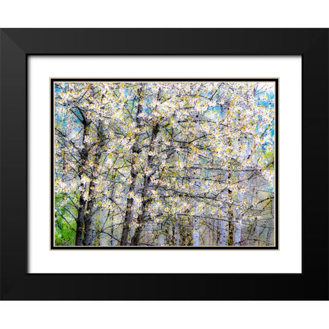 USA-Washington State-Fall City wild cherry springtime blooming Black Modern Wood Framed Art Print with Double Matting by Gulin, Sylvia
