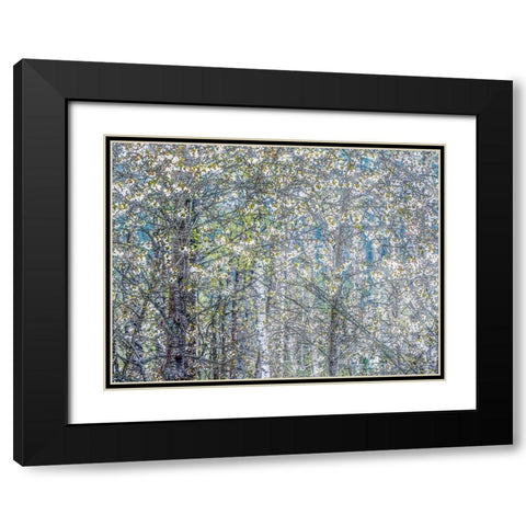 USA-Washington State-Fall City wild cherry springtime blooming Black Modern Wood Framed Art Print with Double Matting by Gulin, Sylvia