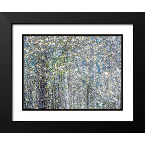 USA-Washington State-Fall City wild cherry springtime blooming Black Modern Wood Framed Art Print with Double Matting by Gulin, Sylvia