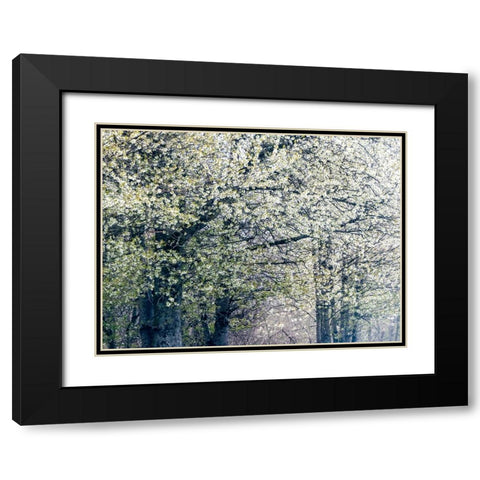 USA-Washington State-Fall City wild cherry springtime blooming Black Modern Wood Framed Art Print with Double Matting by Gulin, Sylvia