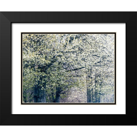 USA-Washington State-Fall City wild cherry springtime blooming Black Modern Wood Framed Art Print with Double Matting by Gulin, Sylvia