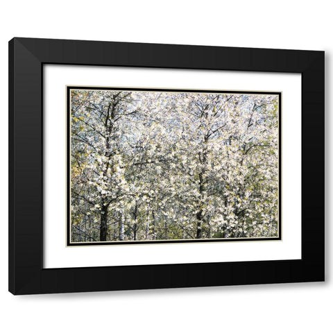 USA-Washington State-Fall City wild cherry springtime blooming Black Modern Wood Framed Art Print with Double Matting by Gulin, Sylvia