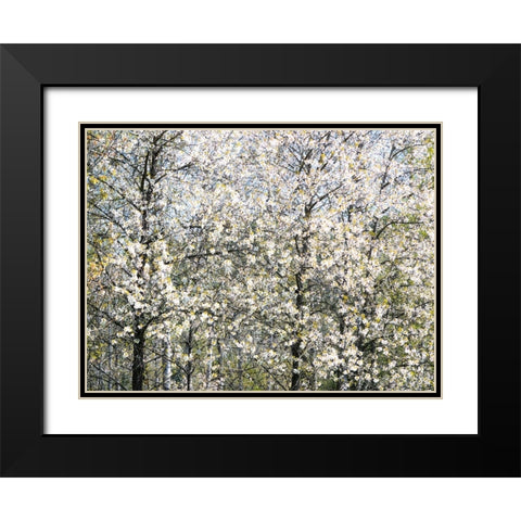 USA-Washington State-Fall City wild cherry springtime blooming Black Modern Wood Framed Art Print with Double Matting by Gulin, Sylvia