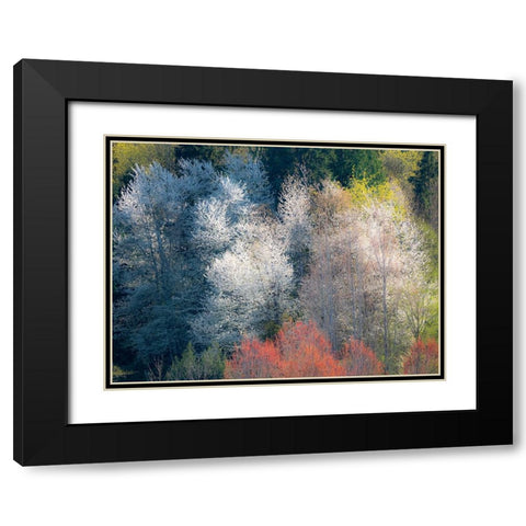 USA-Washington State-Fall City wild cherry springtime blooming Black Modern Wood Framed Art Print with Double Matting by Gulin, Sylvia