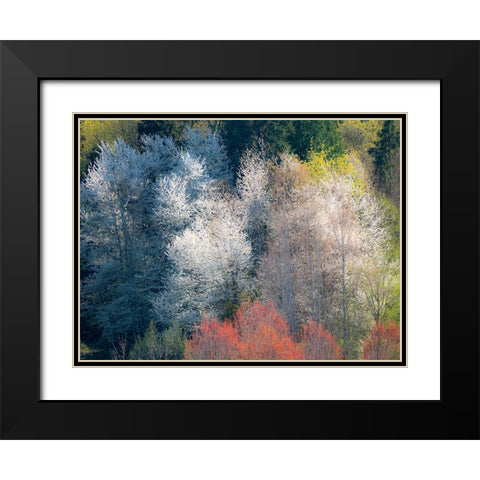 USA-Washington State-Fall City wild cherry springtime blooming Black Modern Wood Framed Art Print with Double Matting by Gulin, Sylvia
