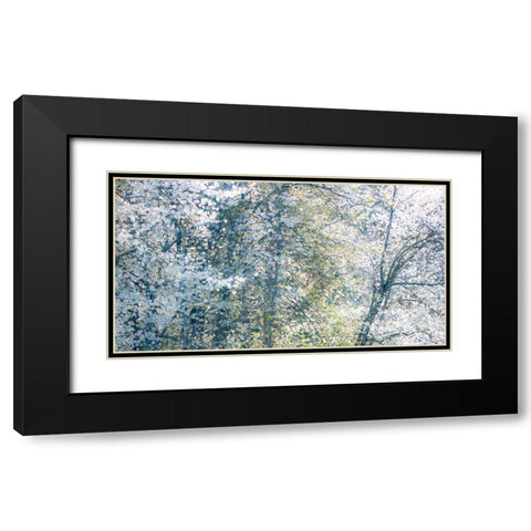 USA-Washington State-Fall City wild cherry springtime blooming Black Modern Wood Framed Art Print with Double Matting by Gulin, Sylvia