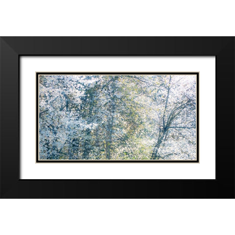 USA-Washington State-Fall City wild cherry springtime blooming Black Modern Wood Framed Art Print with Double Matting by Gulin, Sylvia