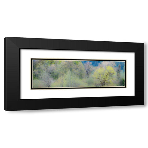 USA-Washington State-Pacific Northwest-Fall City springtime and Cottonwood trees just budding out Black Modern Wood Framed Art Print with Double Matting by Gulin, Sylvia