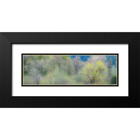 USA-Washington State-Pacific Northwest-Fall City springtime and Cottonwood trees just budding out Black Modern Wood Framed Art Print with Double Matting by Gulin, Sylvia