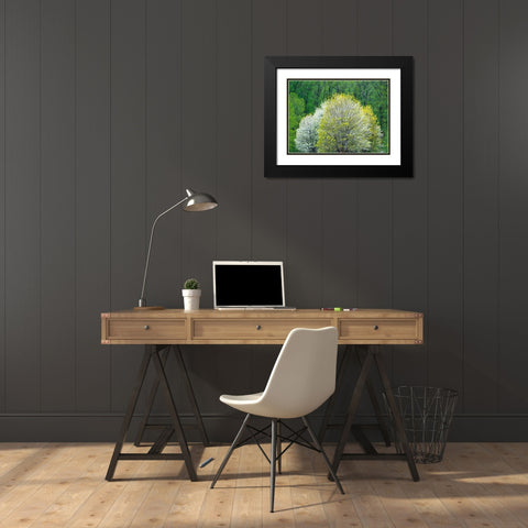 USA-Washington State-Pacific Northwest-Fall City springtime and flowering wild Cherry Black Modern Wood Framed Art Print with Double Matting by Gulin, Sylvia