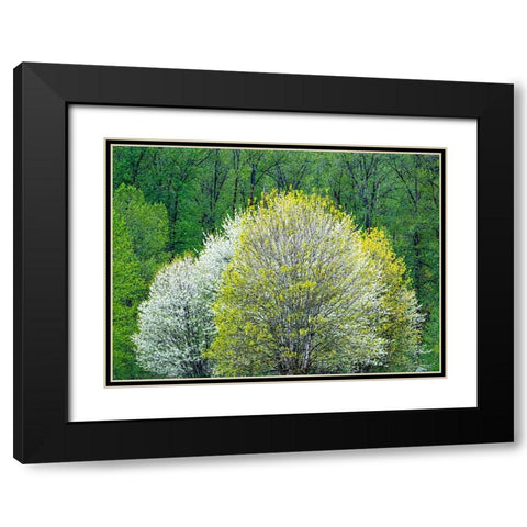 USA-Washington State-Pacific Northwest-Fall City springtime and flowering wild Cherry Black Modern Wood Framed Art Print with Double Matting by Gulin, Sylvia