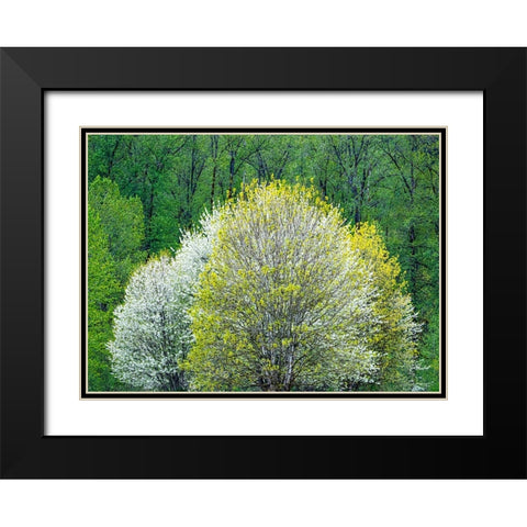 USA-Washington State-Pacific Northwest-Fall City springtime and flowering wild Cherry Black Modern Wood Framed Art Print with Double Matting by Gulin, Sylvia
