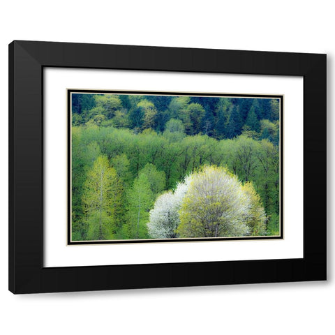 USA-Washington State-Pacific Northwest-Fall City springtime and flowering wild Cherry Black Modern Wood Framed Art Print with Double Matting by Gulin, Sylvia