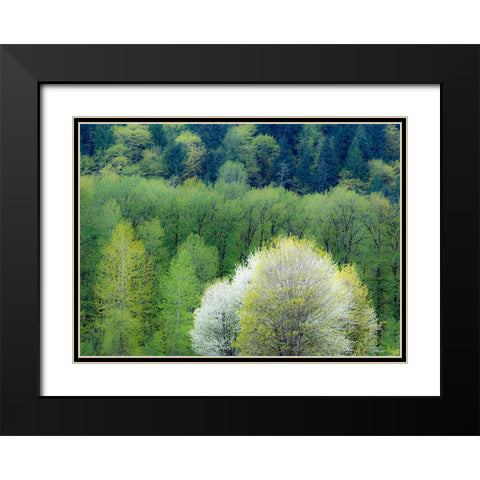 USA-Washington State-Pacific Northwest-Fall City springtime and flowering wild Cherry Black Modern Wood Framed Art Print with Double Matting by Gulin, Sylvia
