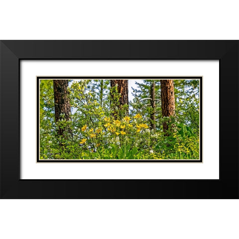 USA-Washington State-Leavenworth Balsamroot blooming amongst Ponderosa Pine Black Modern Wood Framed Art Print with Double Matting by Gulin, Sylvia