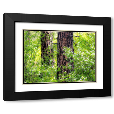 USA-Washington State-Leavenworth white flowering bush amongst Ponderosa Pine Black Modern Wood Framed Art Print with Double Matting by Gulin, Sylvia
