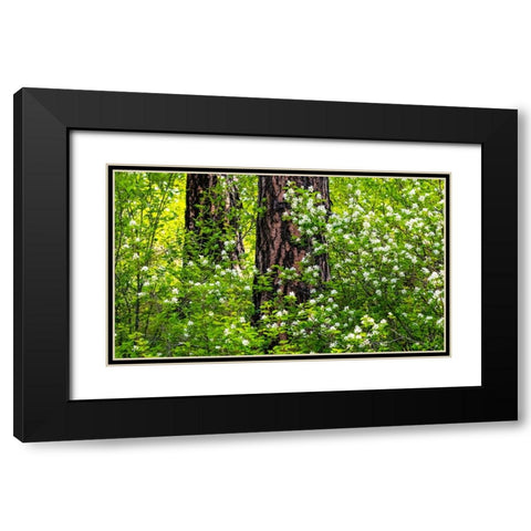 USA-Washington State-Leavenworth white flowering bush amongst Ponderosa Pine Black Modern Wood Framed Art Print with Double Matting by Gulin, Sylvia
