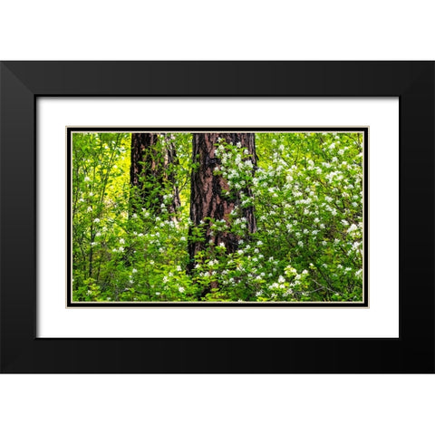 USA-Washington State-Leavenworth white flowering bush amongst Ponderosa Pine Black Modern Wood Framed Art Print with Double Matting by Gulin, Sylvia