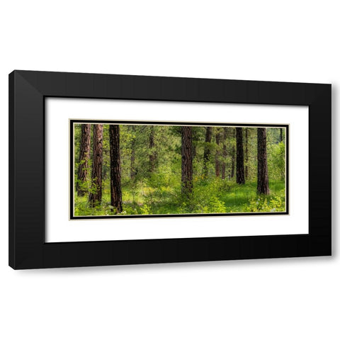 USA-Washington State-Leavenworth Balsamroot blooming amongst Ponderosa Pine Black Modern Wood Framed Art Print with Double Matting by Gulin, Sylvia