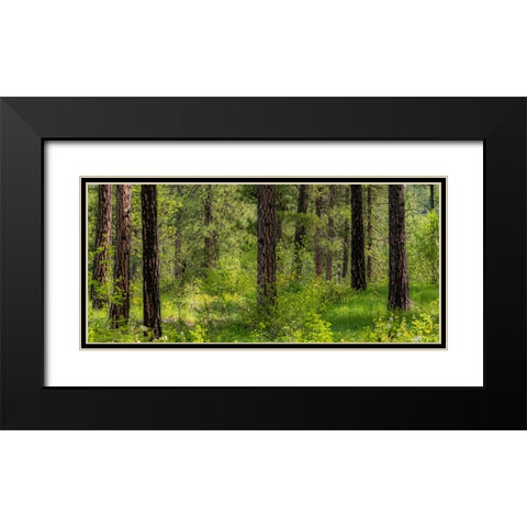 USA-Washington State-Leavenworth Balsamroot blooming amongst Ponderosa Pine Black Modern Wood Framed Art Print with Double Matting by Gulin, Sylvia