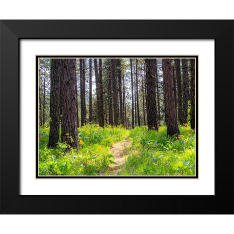 USA-Washington State-Leavenworth Balsamroot blooming amongst Ponderosa Pine Black Modern Wood Framed Art Print with Double Matting by Gulin, Sylvia